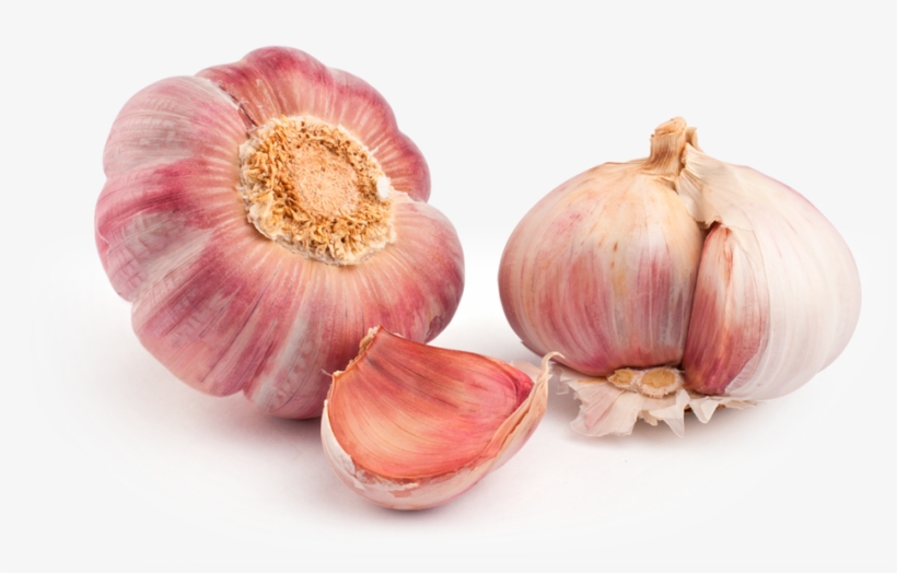 Inicio - Garlic Purple, transparent png