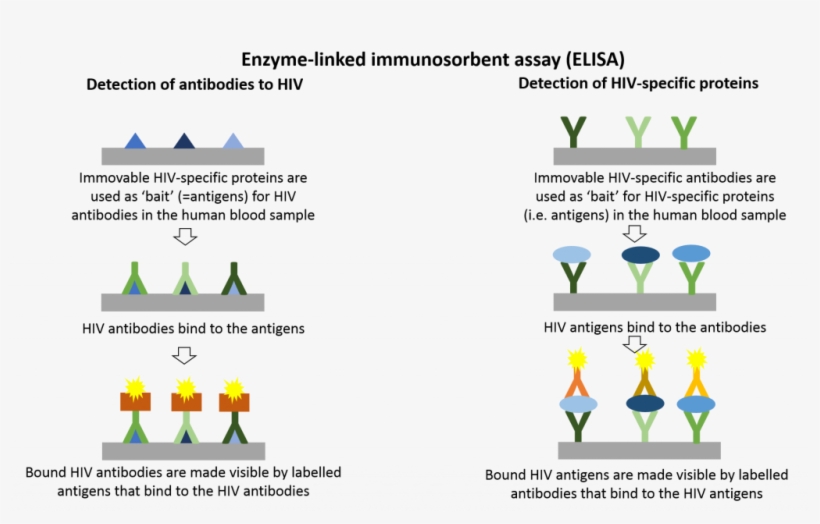 Elisa Hiv Elisa 1024x605 PNG Download PNGkit