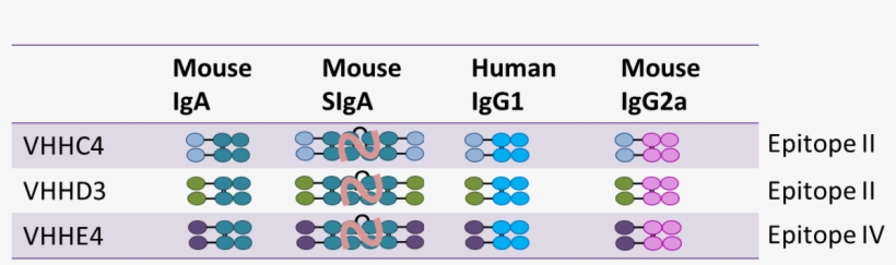 Furthermore, Iga Based Antibodies Will Also Be Expressed - Circle, transparent png