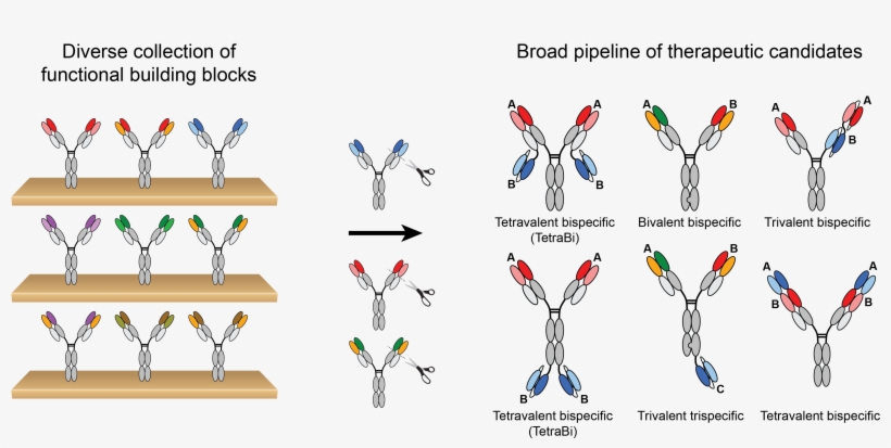 Multimab™ Antibody Engineering Platform - Logo, transparent png