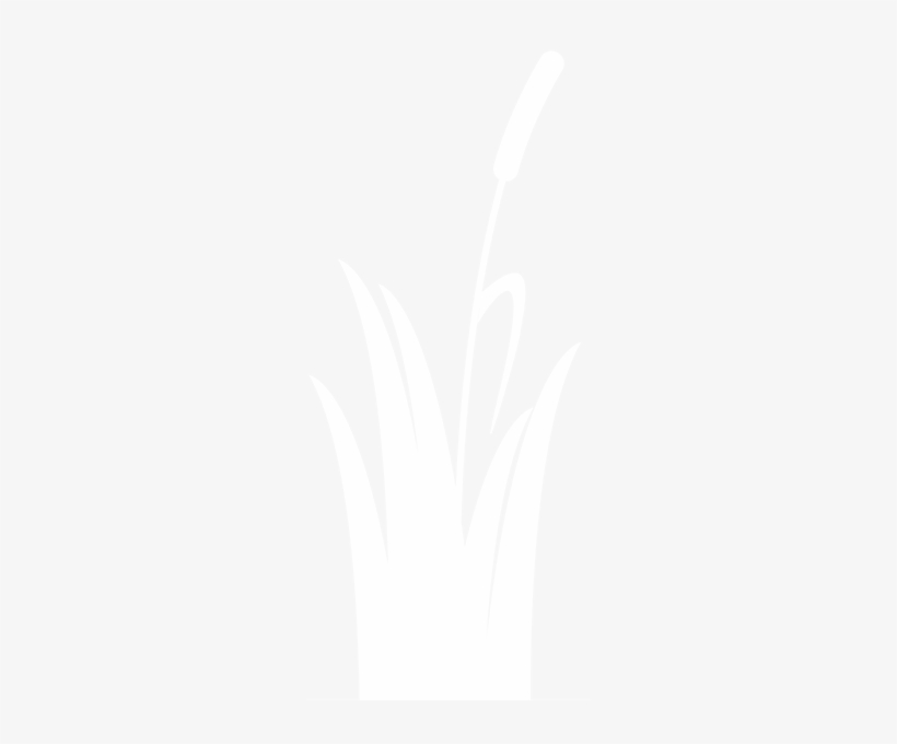 Ornamental Foliage - Grasses, transparent png