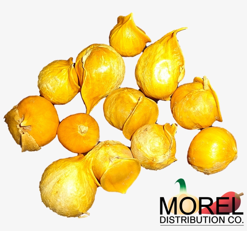 Send - Japanese Garlic//ajo Japones (100% Natural!!) Choose, transparent png