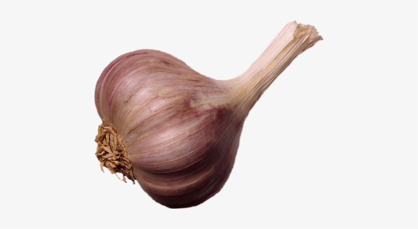 Garlic, transparent png