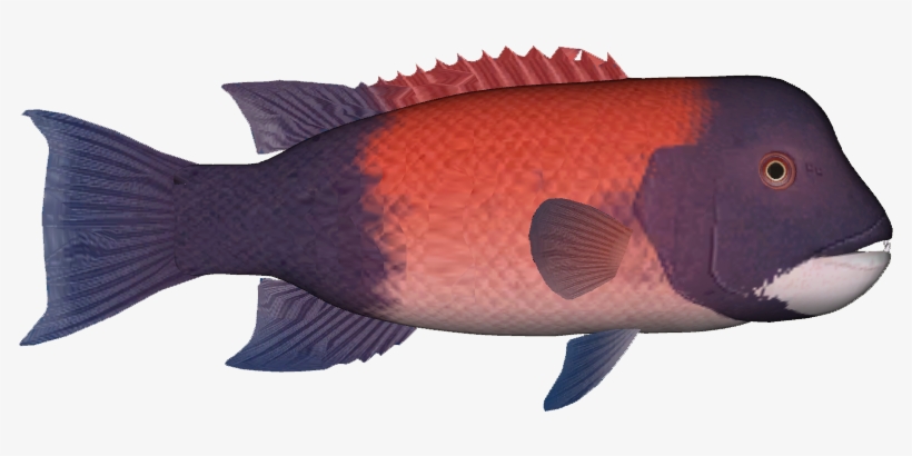 California Sheephead, transparent png