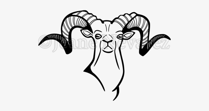 Side And Frontal View Of The Head - Sheep, transparent png