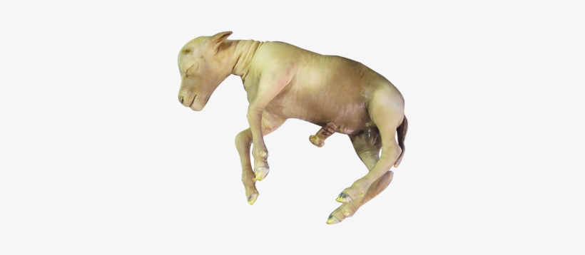 Image - Sheep, transparent png