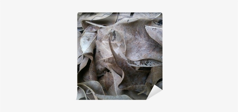 Photography, transparent png