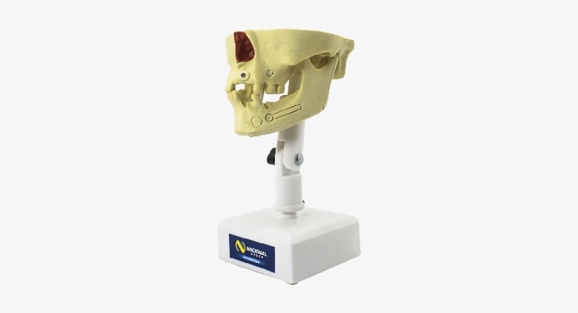 Fancybox - Mandible, transparent png