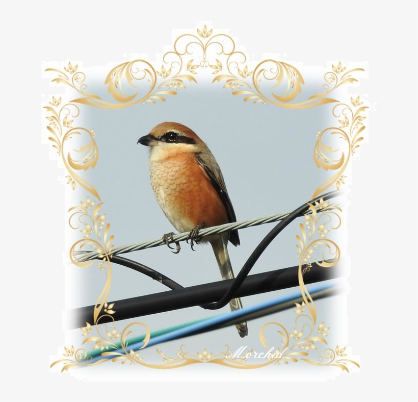 Bird And Just From The Sound Of The Name, I've Had - Html, transparent png