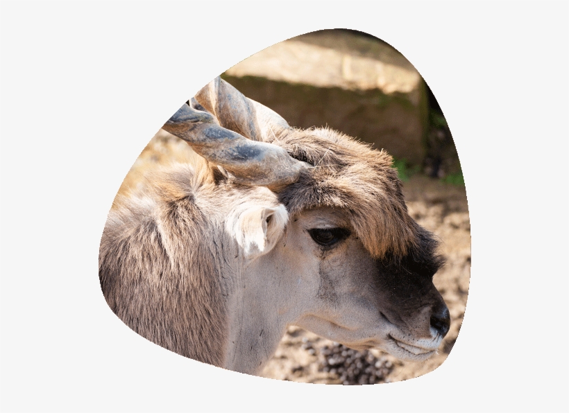 Eland - Deer, transparent png