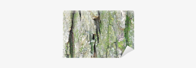 Birch, transparent png