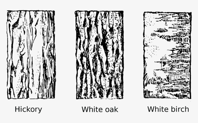 Tree Bark Tree Clipart Vector Transparent Library Drawing Tree Bark
