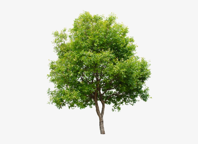 Isolated Trees On White Background, Tree, Green, Isolated - Arbol Con Fondo Blanco, transparent png