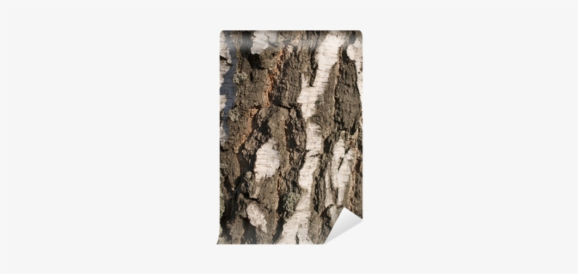 Birch Bark, transparent png