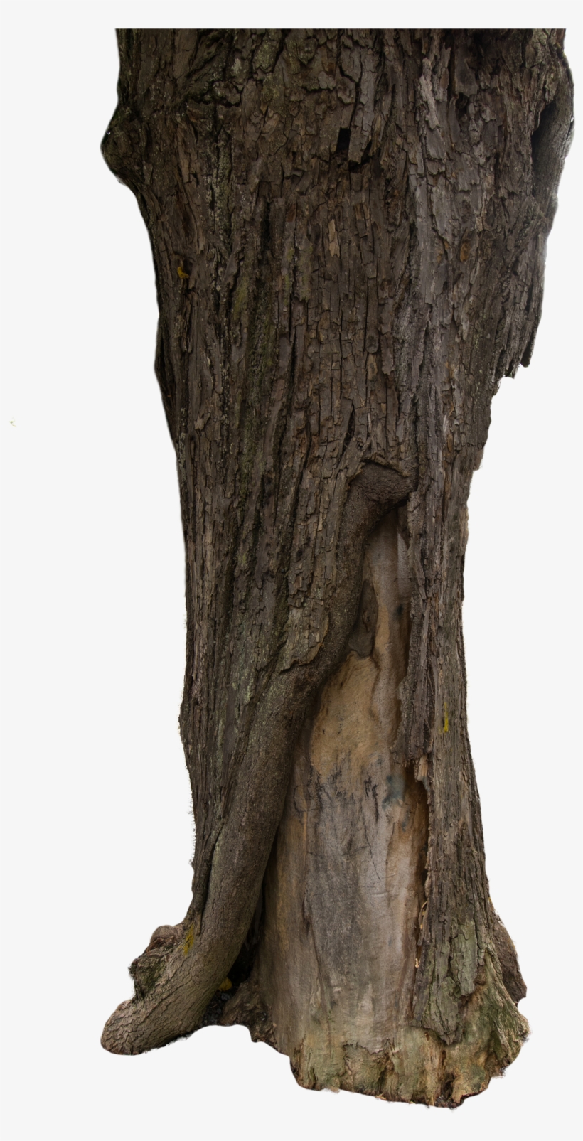 Tree Bark Texture Png, transparent png