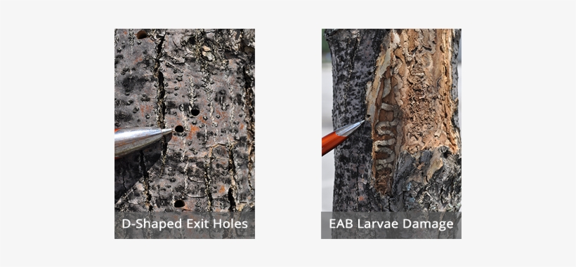 Emerald Ash Borer Damage - Emerald Ash Borer, transparent png