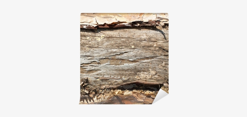 Driftwood, transparent png