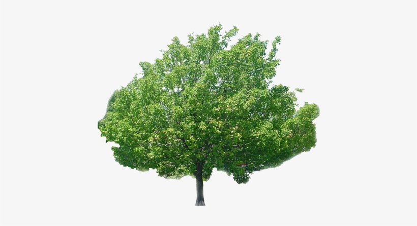 Tree Bark Texture Png Multimedia Artist - Arbl Con Fondo Balnco, transparent png