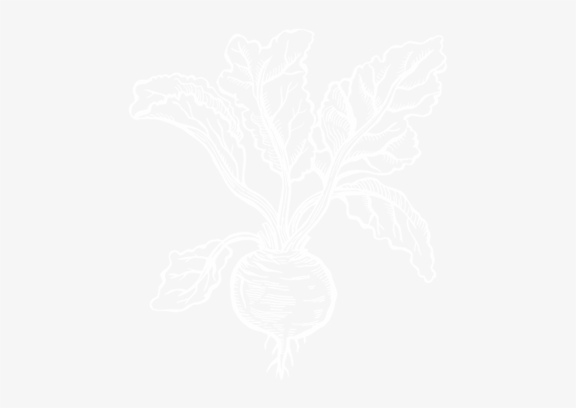 Beetroot, transparent png