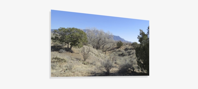 Red Blur Canvas Print - Mexican Pinyon, transparent png