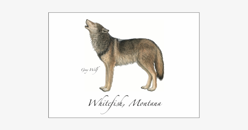 Gray Wolf New - Canis Lupus Tundrarum, transparent png