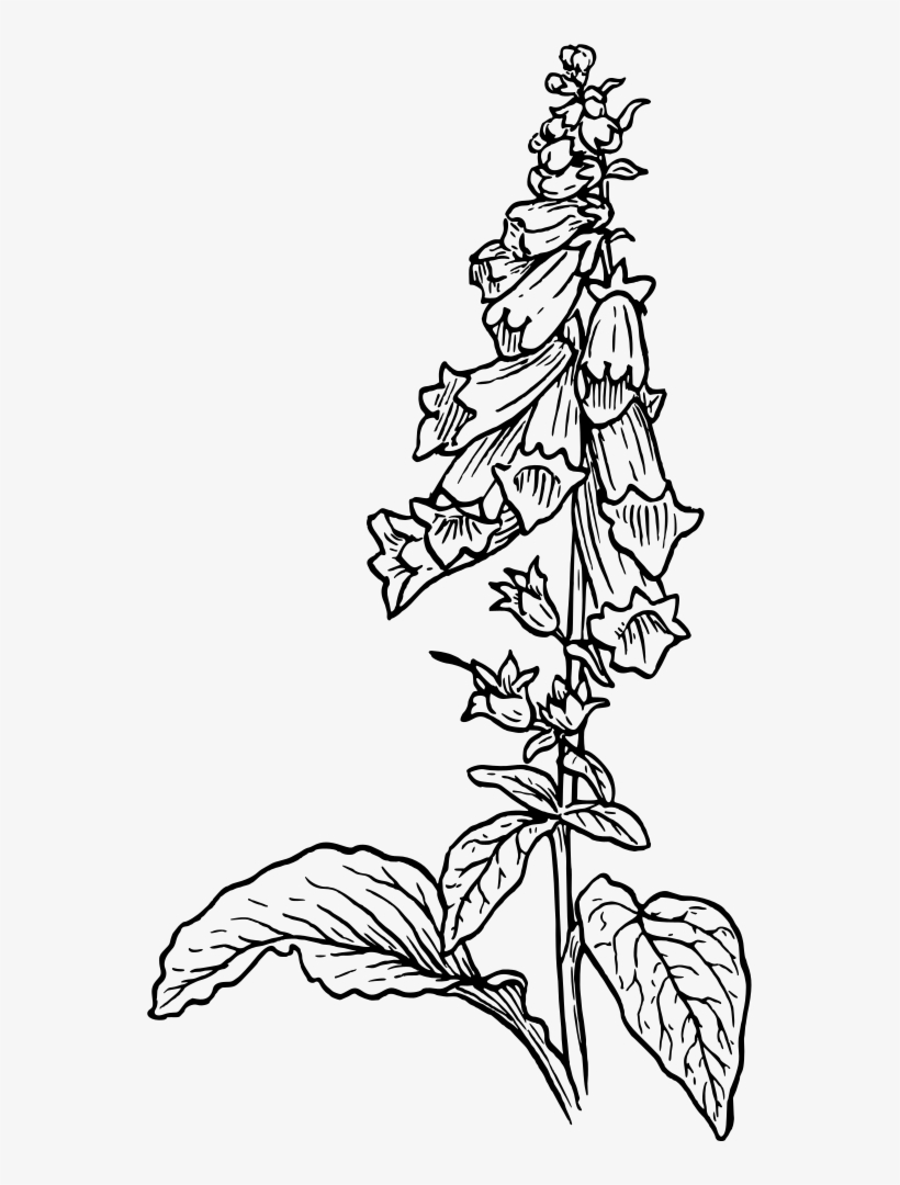 Foxglove - 1s Tee Foxglove 2, transparent png