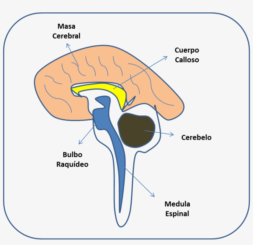 Cerebro 1 - Brain, transparent png