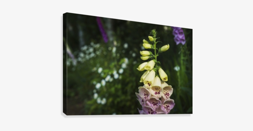 Foxglove Blooms In A Garden Canvas Print - Foxglove Blooms In A Garden Poster, transparent png
