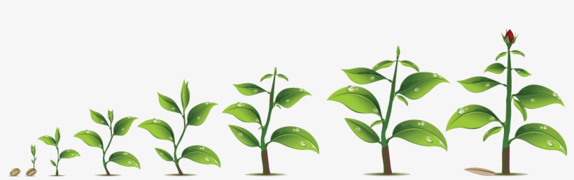 Plant-growth - Plant Growth Png, transparent png