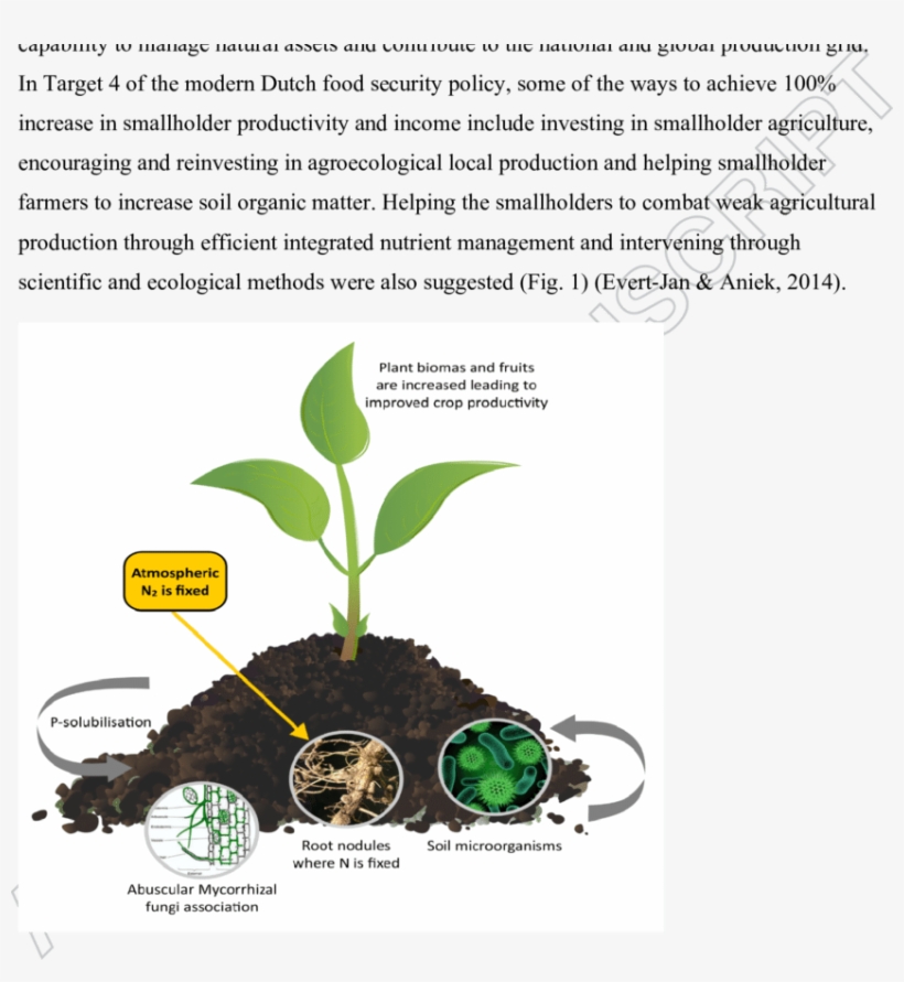 Biofertiliser Technology Employs Plant-microbe Interactions - Microbes As Biofertilizers, transparent png