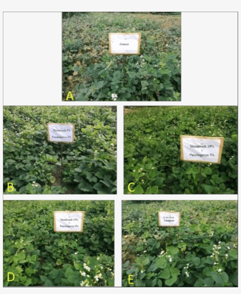 Plant Growth Parameters Field Treatments Exo Morphological - Effect Of Vermiwash On Plant Growth, transparent png