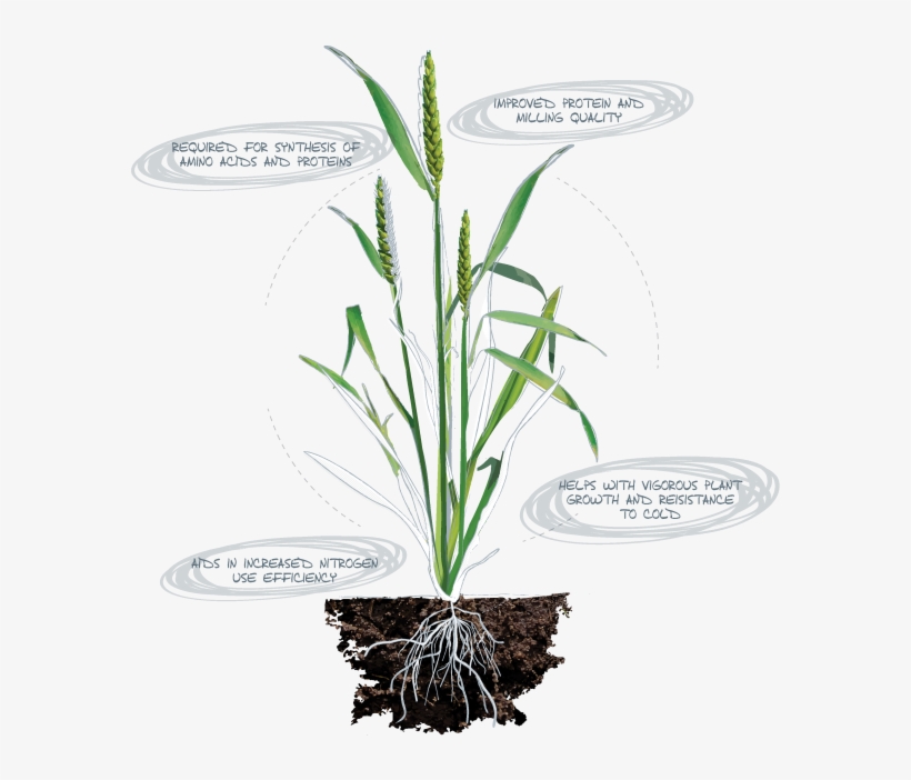 Sulphur - Deficiency Symptons - Legume Plant Roots Png, transparent png