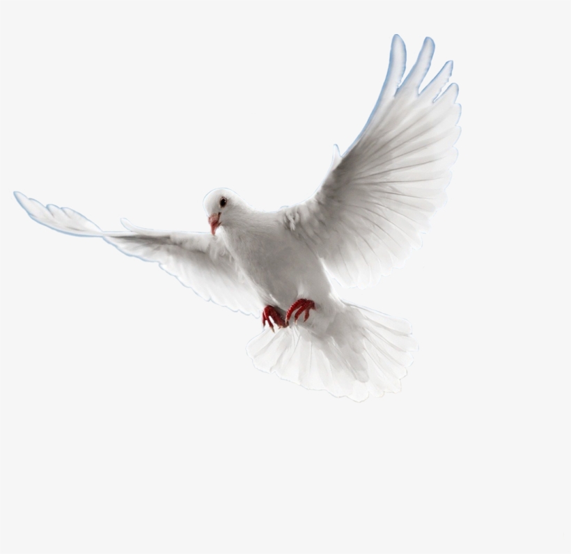 Visitar - Paloma Png Sin Fondo, transparent png