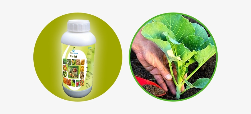 Plant Growth Promoters - Cabbage, transparent png