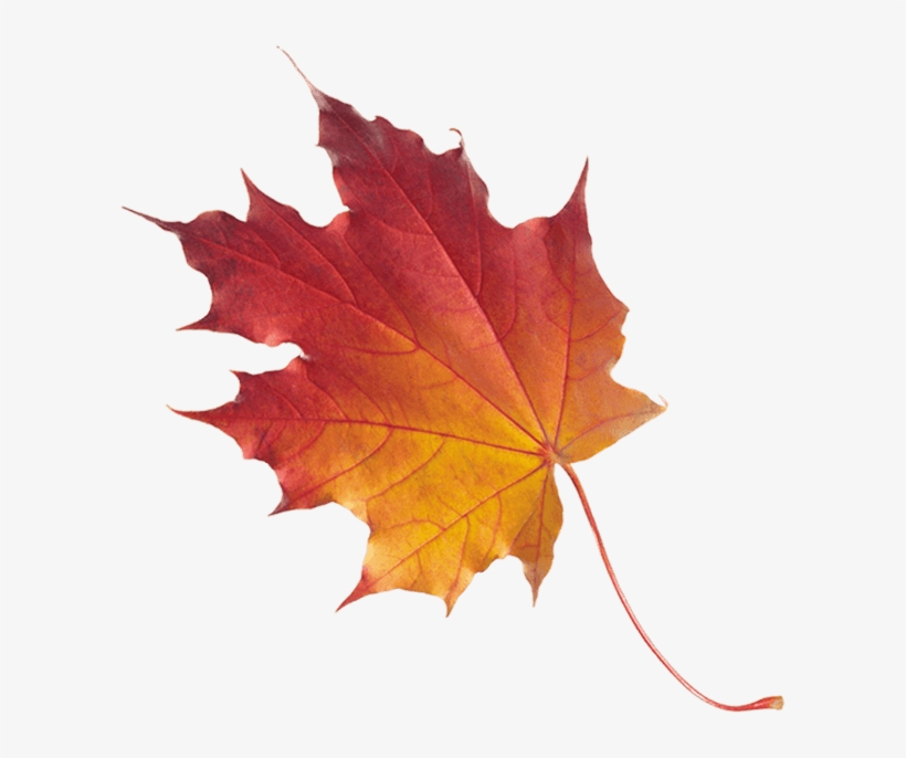 Fashi Banner Leaf - Leaf, transparent png