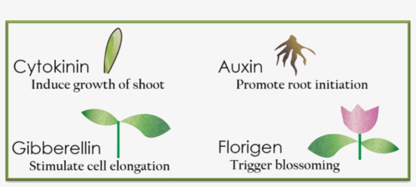 Image Of The Plant Growth Regulators - Gibberellins Plant Hormone, transparent png
