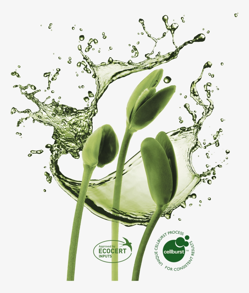 Plant Growth In Harmony With Nature - Water Splash Transparent Background Png, transparent png