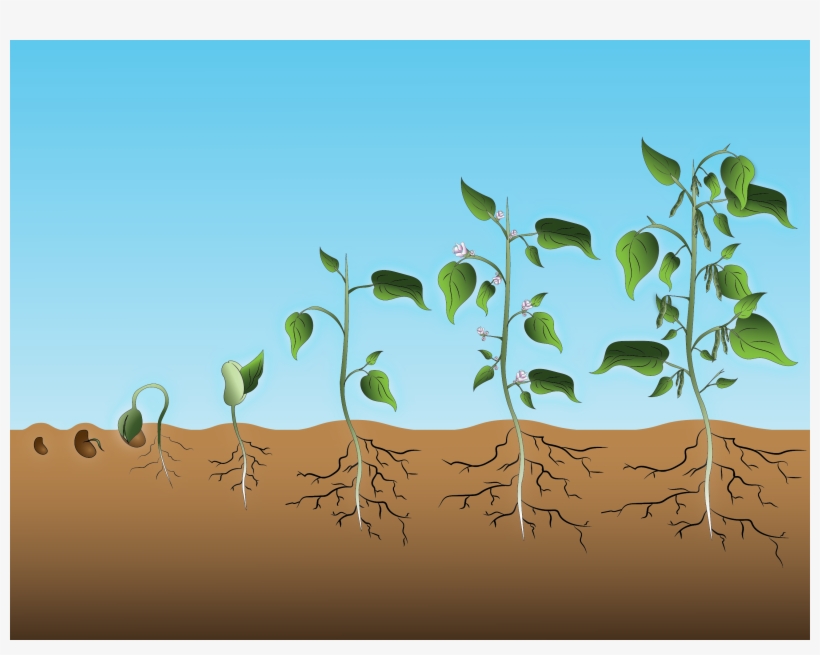 Dry Beans Growth Stages Presentation - Beans Growth Stages, transparent png
