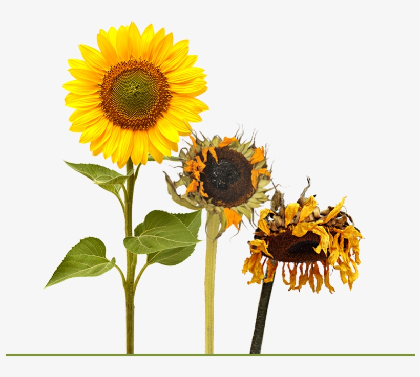 A Blooming Sunflower Followed By Two Other Sunflowers - Life Cycle Of A Sunflower By Grace Jones, transparent png