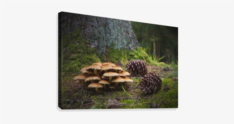 Mushrooms And Pine Cones On The Forest Floor - Mushrooms And Pine Cones On The Forest Floor Northumberland, transparent png