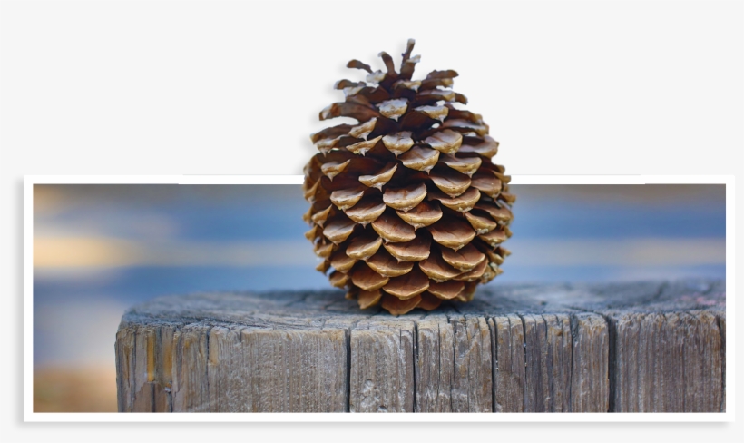 As Bob George Once Said, Pinecone-1168741 - Conifer Cone, transparent png