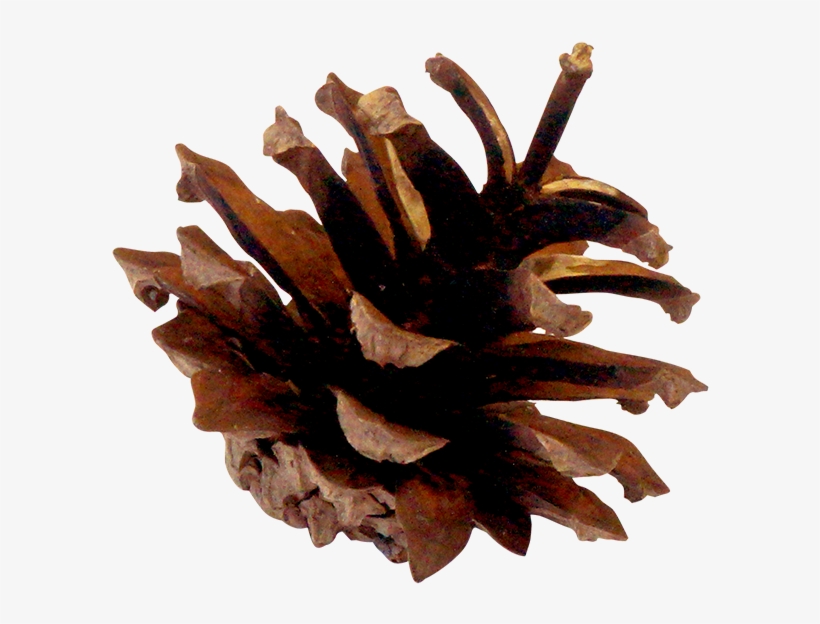 Pinecones-02 - Wood, transparent png