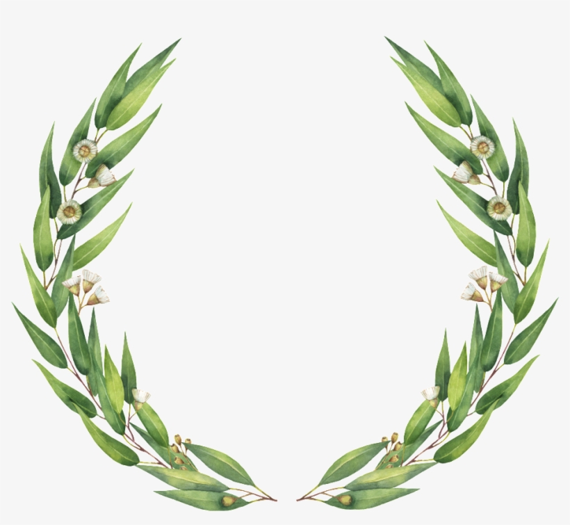 Simple Guirnalda Png De Hoja De Sauce - Eucalyptus Clip Art Free, transparent png