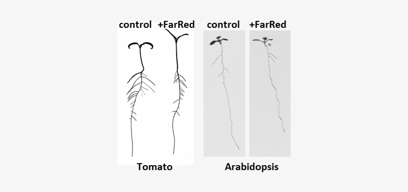 How Plant Roots Can See Light - Light, transparent png
