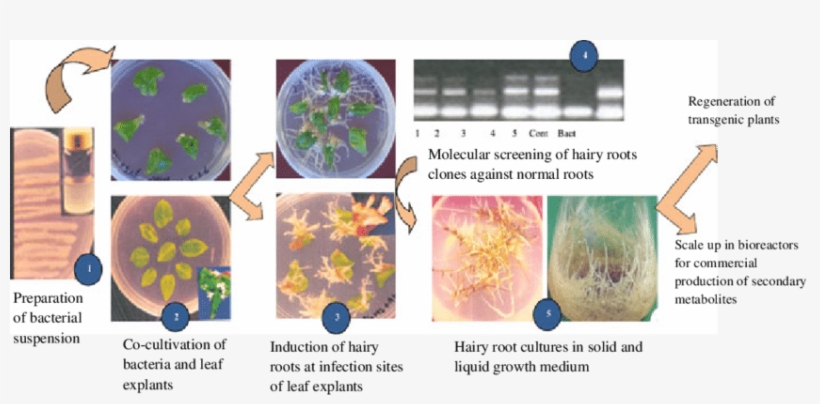 Hairy Root Cultures From Leaf Explants Of Medicinal - Medicinal Plants, transparent png