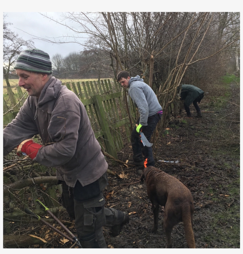Hedgelaying November 2017-march - 2018, transparent png