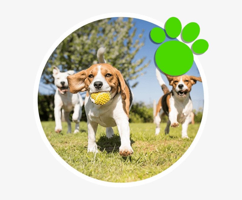 Once You Are Able To Teach Your Puppy To Ask To Go - Dogs Playing, transparent png