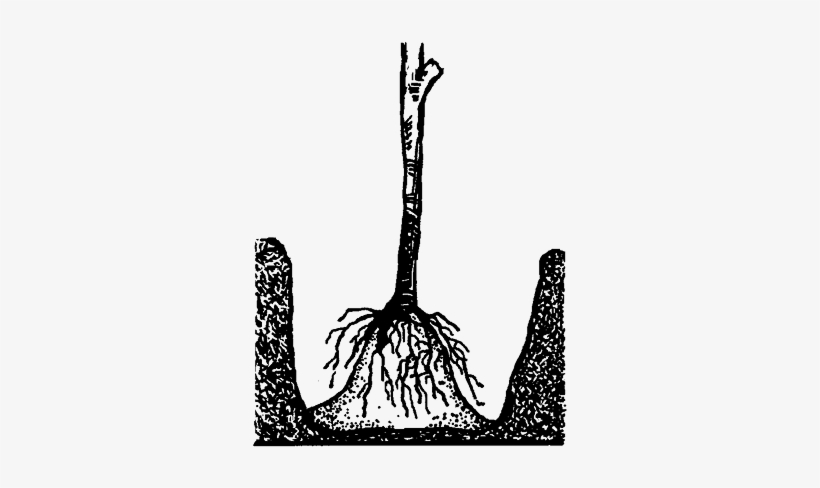 Planting Bare-root On A Crown Of Soil - Illustration, transparent png