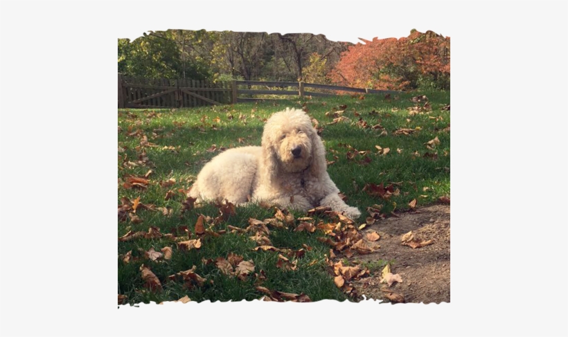 “ Like A Puppy Again - Dietary Supplement, transparent png