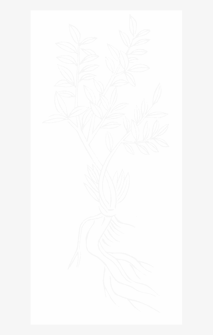 File - Imperial Encyclopaedia - Plant Kingdom - Pic513 - Line Art, transparent png